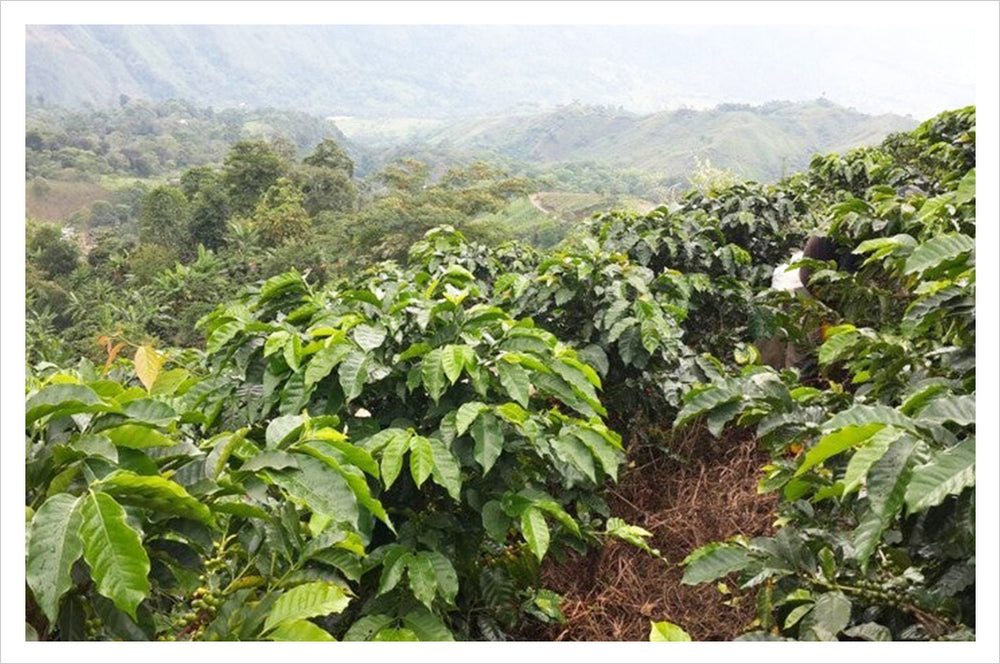 Coffee plants on a hillside in Colombia