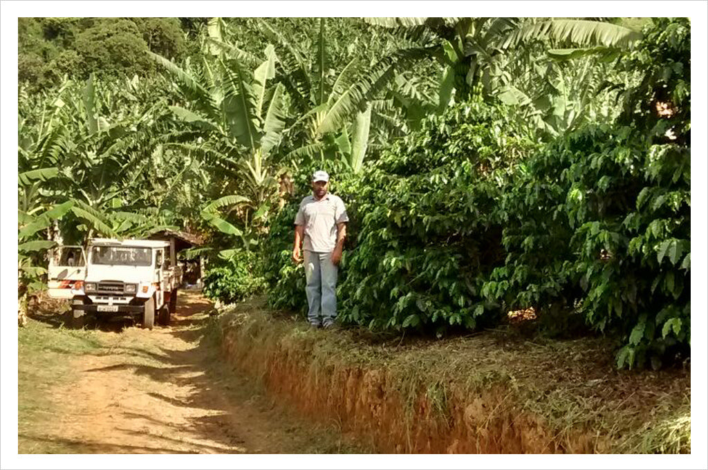 a coffee farmer stands beside the road in front of coffee plants