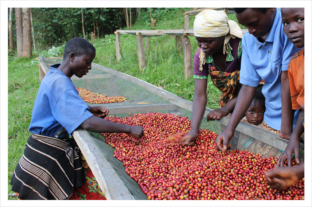 workers process coffee cherries in Burundi