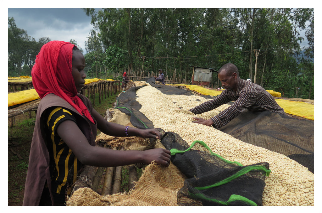 a man and woman sort through dried green coffee beans