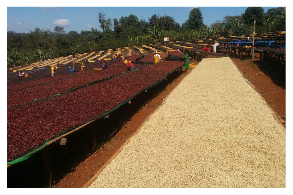 workers processing green coffee in Ethiopia