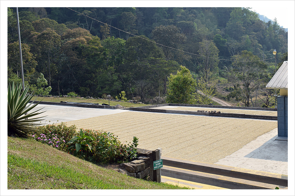 green coffee drying on the patio in Honduras