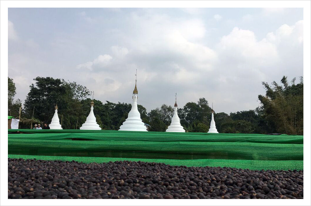 coffee beans on the ground in front of white temples in Myanmar