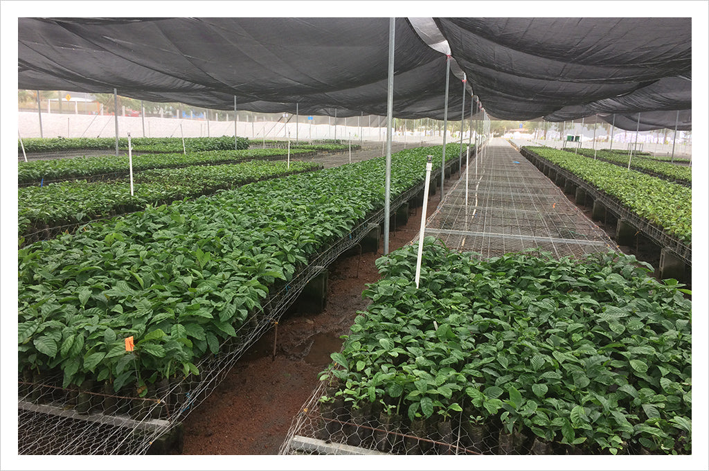hundreds of coffee plants in pots, in rows under a black shade