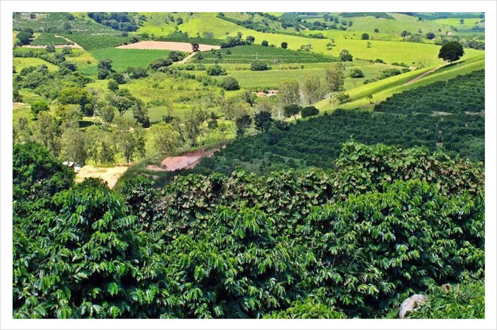 CUPPING ROOM COLLECTION | BRAZIL MANTIQUEIRA DE MINAS