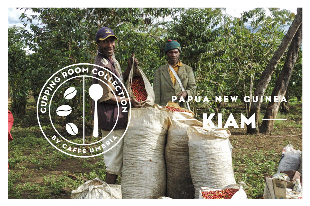 two men are filling bags with coffee cherries on a coffee farm in Papua New Guinea